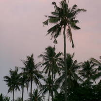 palm trees at sunset
