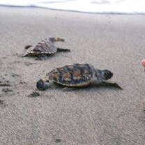 turtles