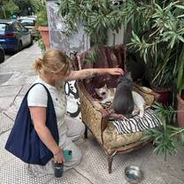 local cats