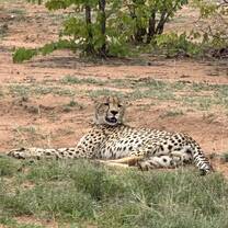 Cheetah