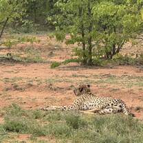 Cheetah!