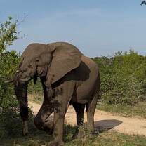 elephant