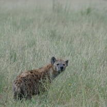 Hyena