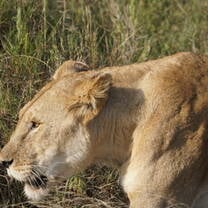 Lioness in the Serengeti