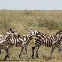 Zebras