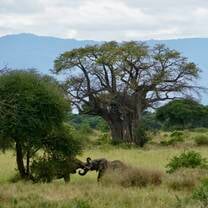 Elephants