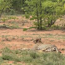 Cheetah!