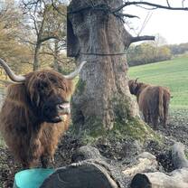 The Highland coo's in Pollok Park a few miles from the University of Glasgow