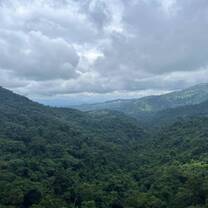 Rainforest