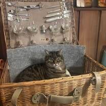 Our cat annexed our picnic basket! (Bavaria, Germany)