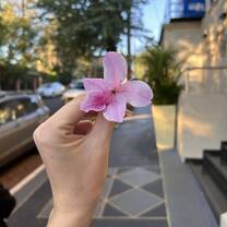 Flower in Uruguay 