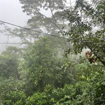 Ziplining sloth