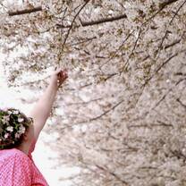 Cherry Blossoms