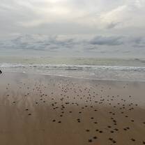 Releasing hatchlings 