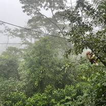 Ziplining sloth