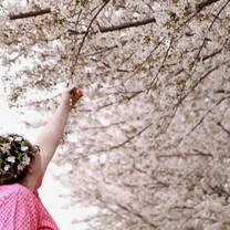 Cherry Blossoms