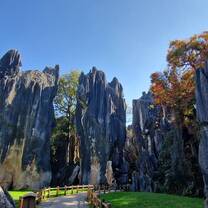 Stone forest