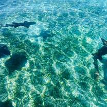 Swimming with nurse sharks and stingray!