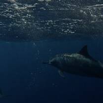 Dolphin Tour 