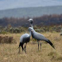 The lifelong bond between a male and female Blue Crane (South Africa's national bird)
