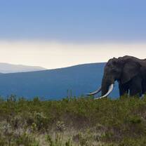 Bully (largest male in gondwana) cruises above the valley at dusk
