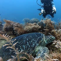 Lickle Turtle with Divemaster Noel