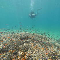 Impressive coral reef and fish in the marine park