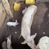 Farm with pigs