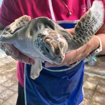 Love for Turtles