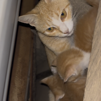 Our volunteer house cat with her babies