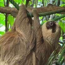 Visiting a local wildlife rehabilitation center we were able to see sloths, monkeys, macaws, and more