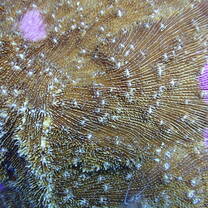 Mushroom coral 