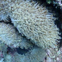 soft coral