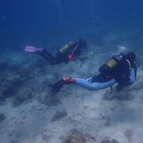Divers underwater