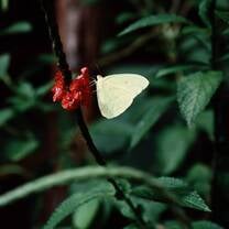 beauiful butterfly
