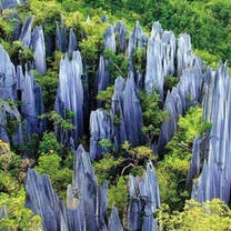 Stone Forest