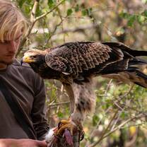 Me holding a juvenile Verreaux's Eagle