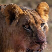 My first ever lion at Soysambu!