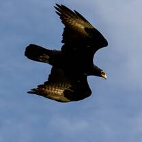 Verreaux's Eagle at Mount Longonot.