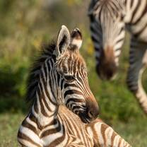 1 day old Zebra on the sanctuary