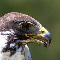 Augur Buzzard Headshot