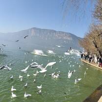 Dianchi Lake seagulls