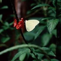 beauiful butterfly