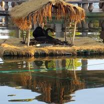 Resident Black Swans at Cui Hu