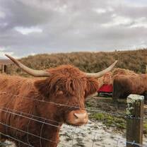 Scottish Highland Cow