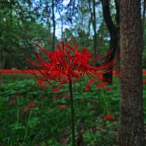 Spider Lily