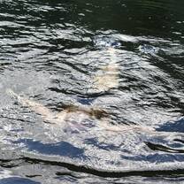 swimming in the lake!