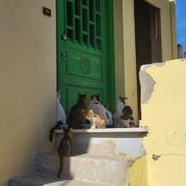 The local cats of Chios!