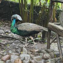 He looked right at me! Parque La Paz 
