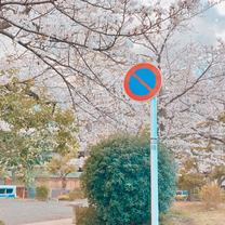 Spring in Japan